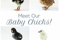 Our New Fluffy Arrivals