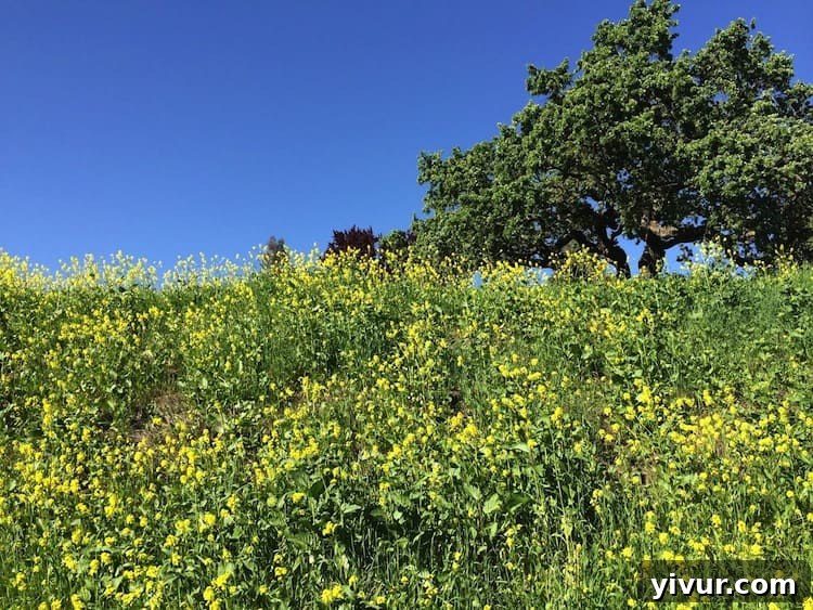 Yellow Mustard Flowers in Danville, CA