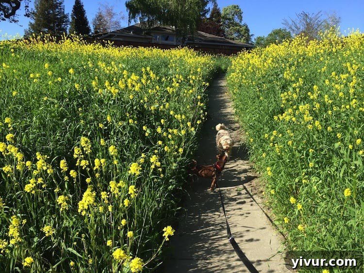 Dogs walking among yellow mustard flowers in Danville, CA