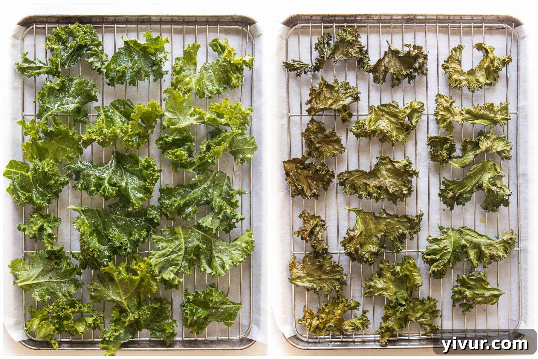 A visual comparison showing vibrant, raw kale leaves on one side and perfectly baked, golden-green crispy kale chips on the other, illustrating the remarkable transformation.