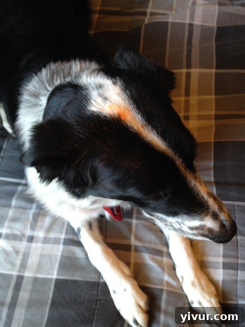 Jake the dog with orange paint on his head