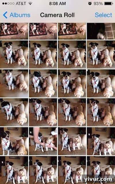 Grid of Dog Pictures