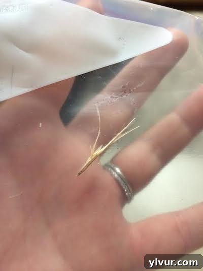 Sticker in Lou's Ear