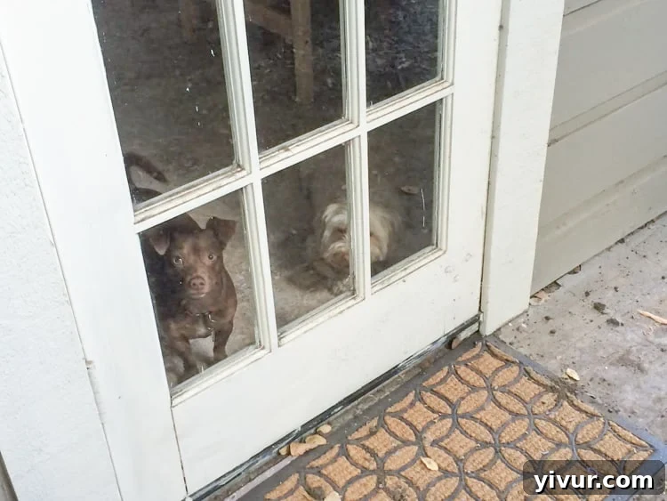 Dogs Watching - Max and Lou's Backyard Surveillance