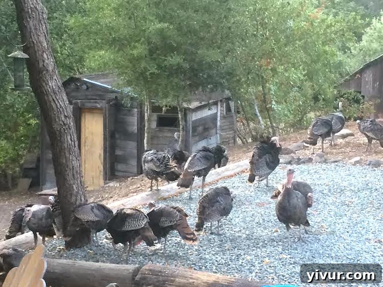 Wild Turkeys