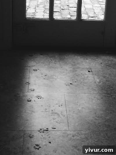 Cute muddy paw prints on a kitchen floor after rain