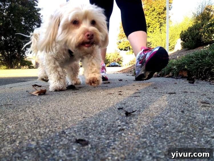Comfortable Running Shoes for Dog Walks