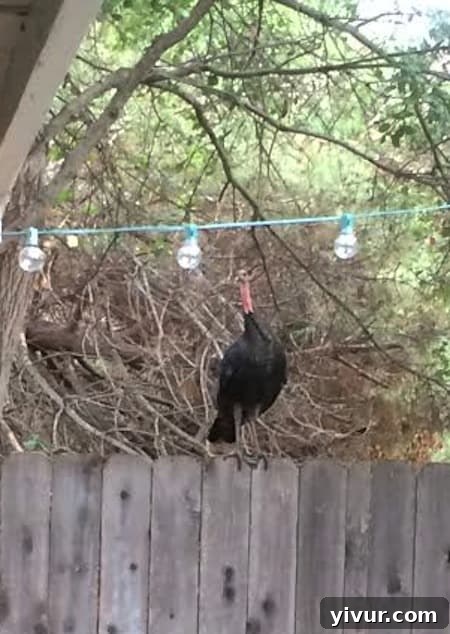Turkey on the Fence