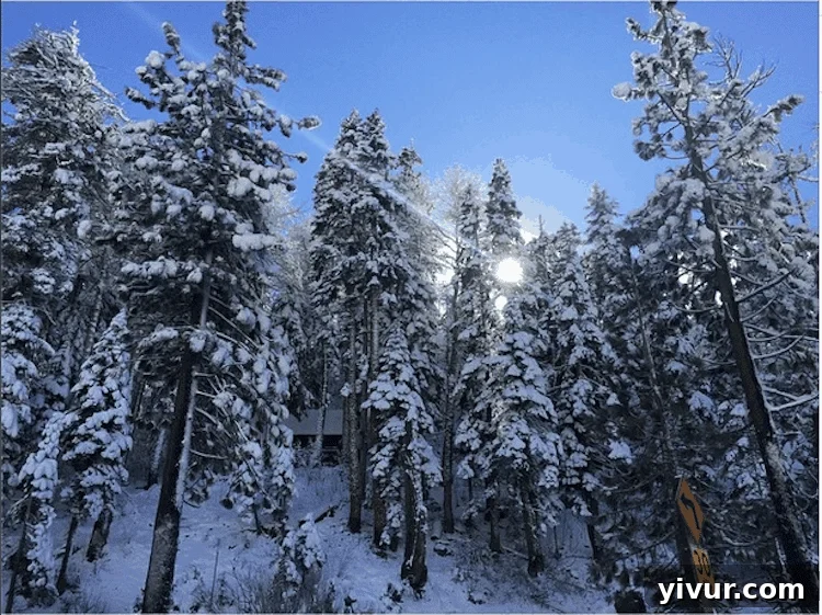 Snow in Tahoe - A breathtaking winter wonderland awaits