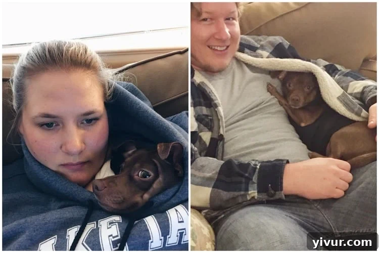 Max Gets Cold - A small dog, Max, tucked into a sweatshirt for warmth and comfort after a rainstorm.