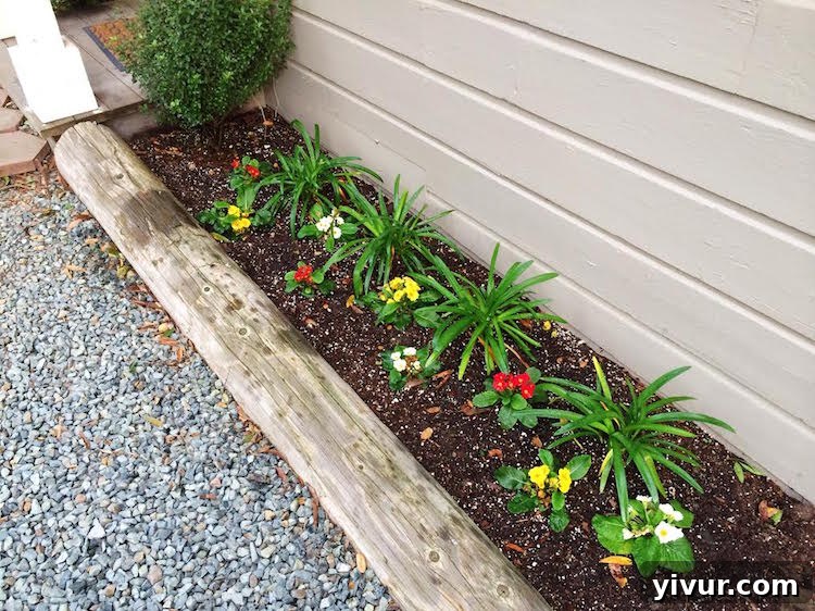Vibrant primrose flowers in a garden bed with a unique wooden border made from repurposed telephone poles