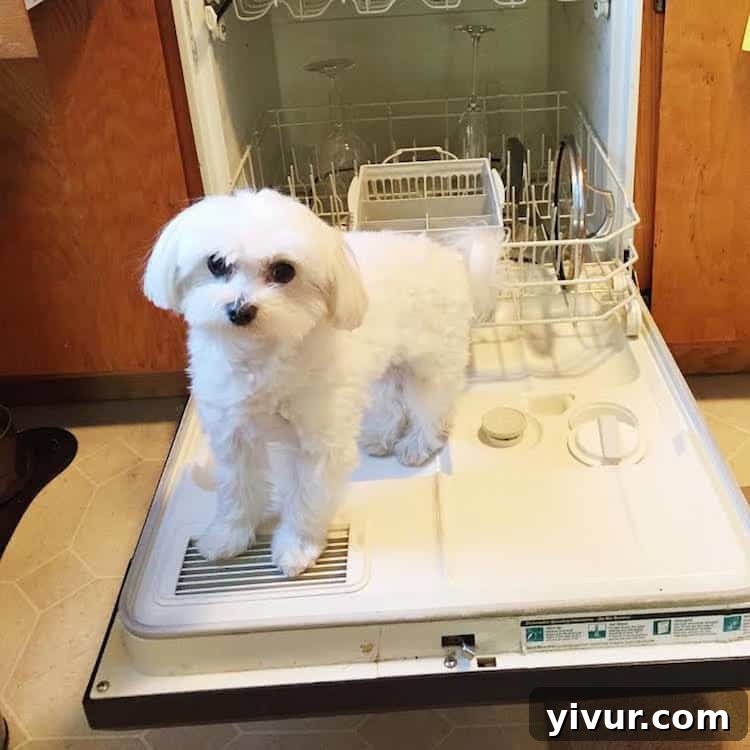 A dog humorously peeking out of a dishwasher