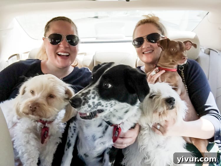 Our beloved dogs enjoying a car ride in the back seat