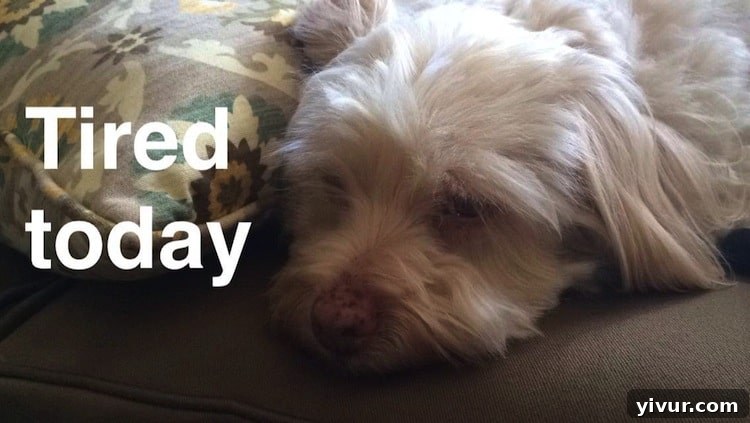 A smartphone screen displaying a Snapchat story with various filters and personal updates