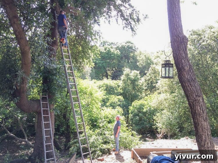Strategic Tree Trimming: Maximizing Sunlight for Our Garden