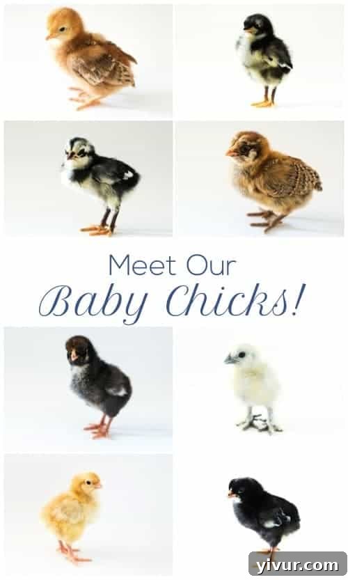 Adorable baby chick close-up, illustrating the joy of raising new poultry.