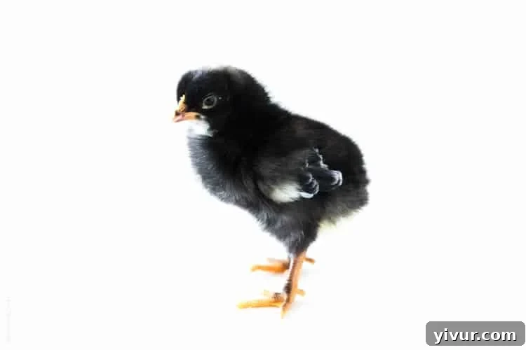 Elaine, a Barred Plymouth Rock chick, gracefully exploring.