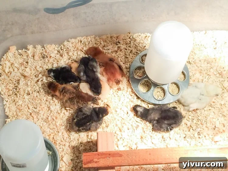 Baby chicks sleep huddled together in a warm pile under a heat lamp.