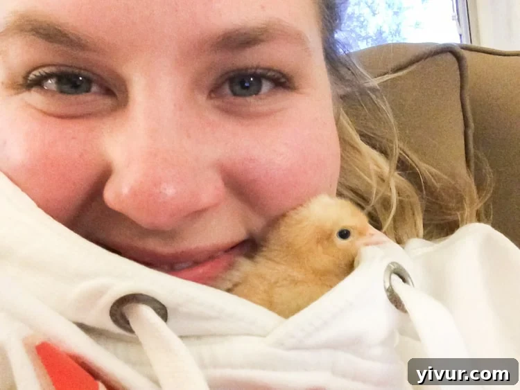 Martha, a chick, snuggles cozily inside a sweatshirt, seeking warmth.