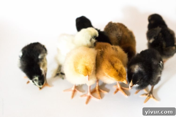 A group of baby chicks looking down, engrossed in their activity.