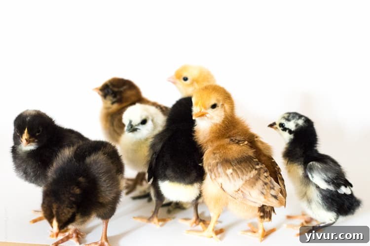 A group of chicks with their backs turned, showing their fluffy rears.