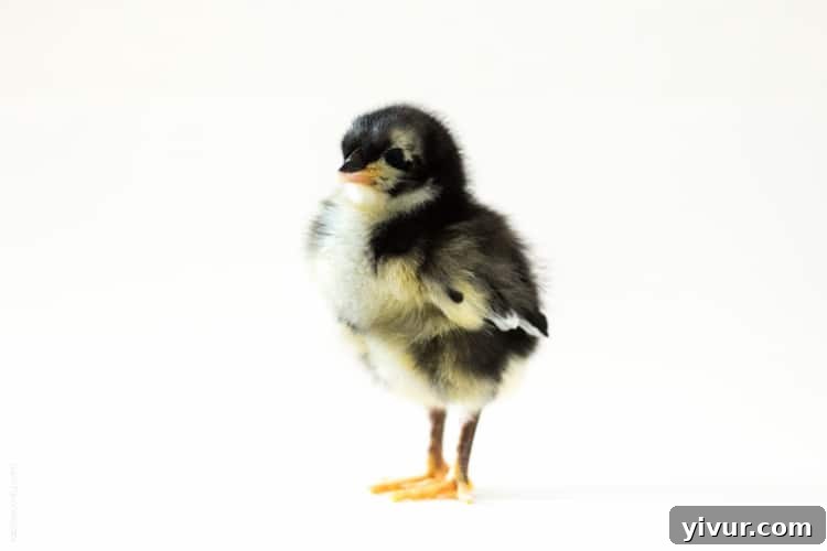 Deandra, a chick with an upright and proper posture.