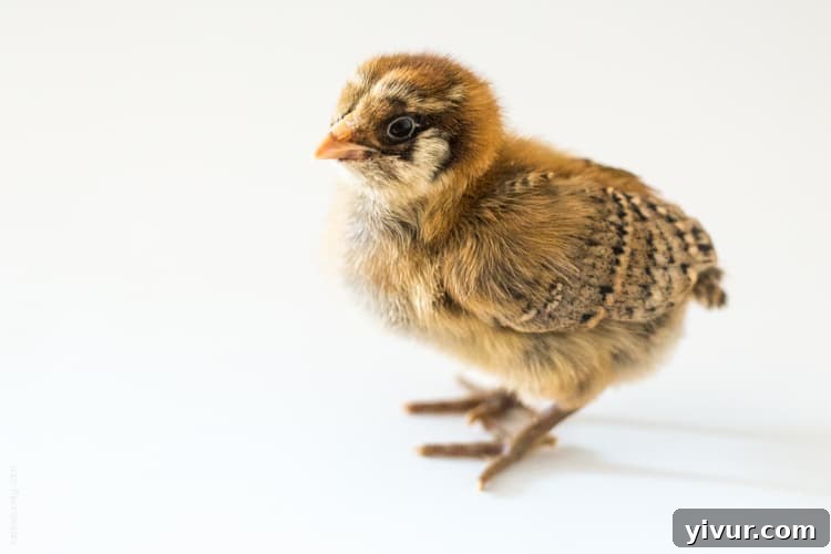 Carrie, a Golden Laced Wyandotte chick, showcasing early feather development.