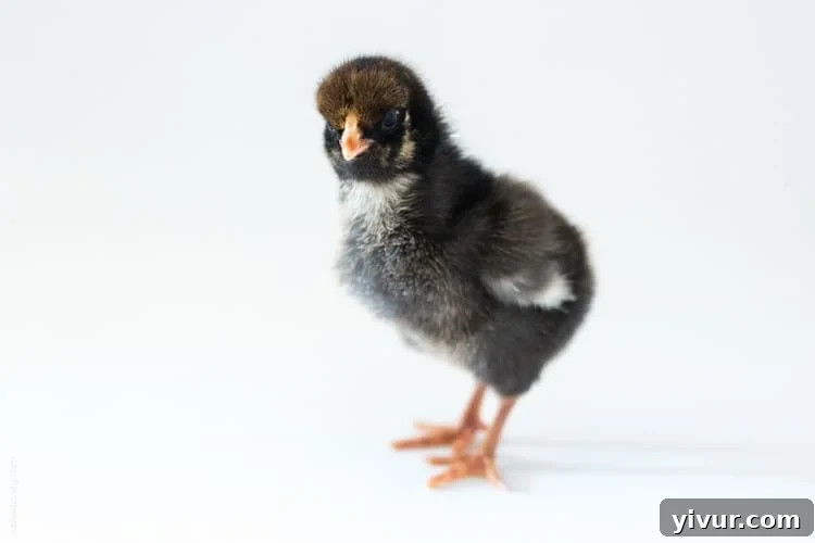 Lena, a chick, chirping inquisitively.