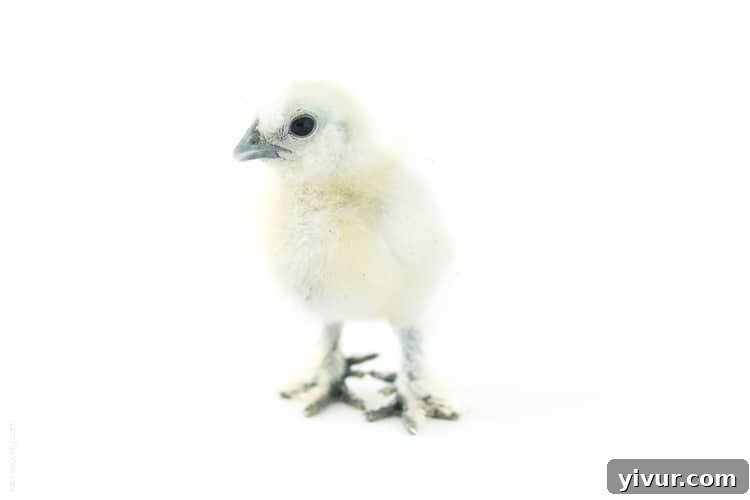 Meryl, a fluffy white Silkie chick, looking soft and delicate.