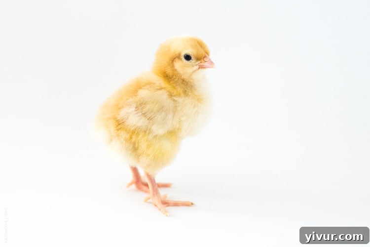 Martha, a sweet Orpington chick, looking up curiously.