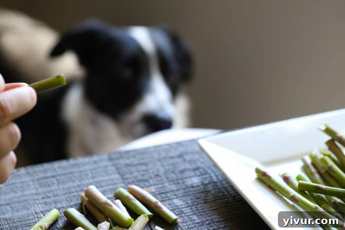 Perfect Grilled Asparagus 6 A border collie looking up expectantly at the camera