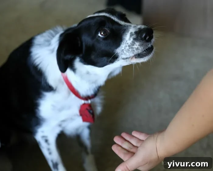 Perfect Grilled Asparagus 7 A border collie making a cute expression