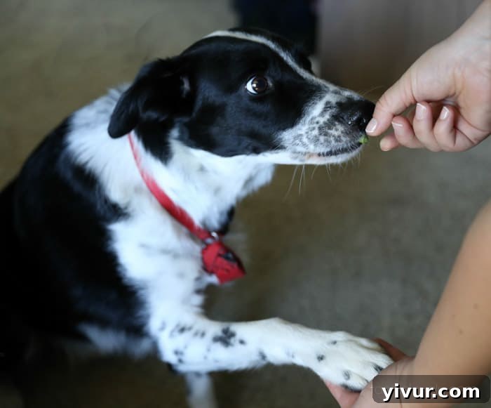 Perfect Grilled Asparagus 8 A border collie shaking hands for a treat