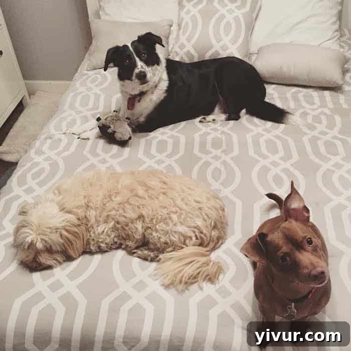 Dogs on Bed