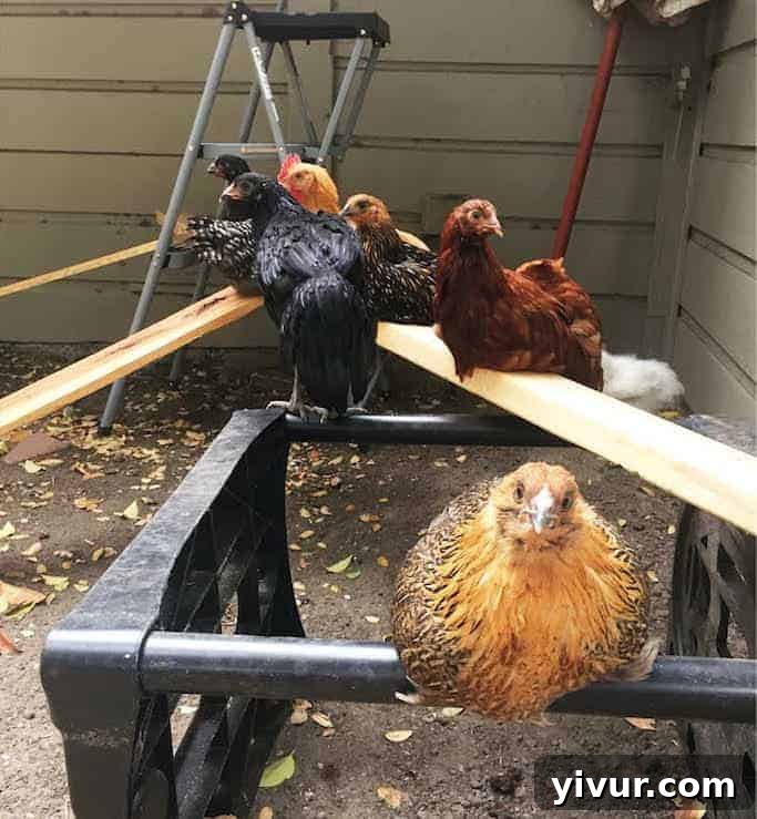 Five Fresh Friday Finds 2 Chickens Playground