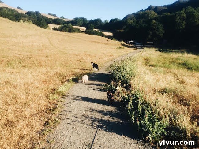 Joyful dogs walking off-leash in a scenic, sun-dappled open space with a rambunctious Max on a leash