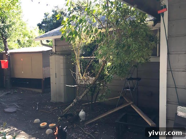 Large tree branch that has fallen near a chicken coop's play structure, offering new shelter and foraging opportunities for the chickens