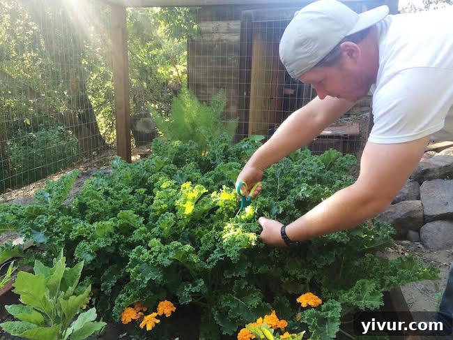 Vibrant green kale flourishing in a home garden, showcasing healthy leaves and robust growth amidst other garden vegetables