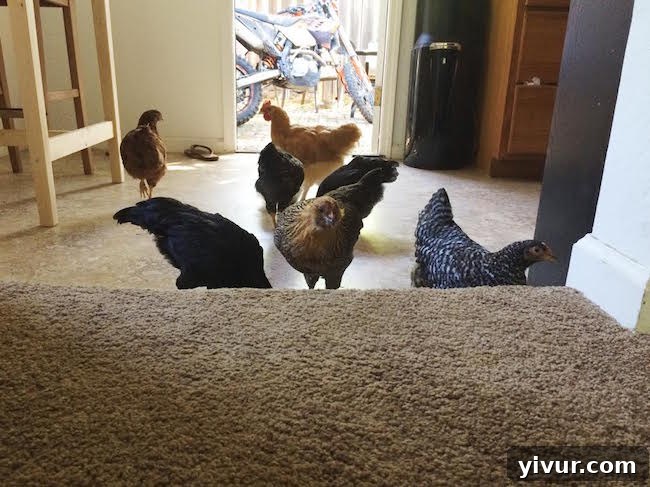 Curious backyard chickens exploring a home kitchen, having wandered in through an open door, showcasing their inquisitive nature