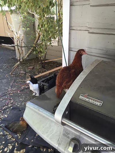 Rosie the chicken perched unexpectedly on a BBQ grill