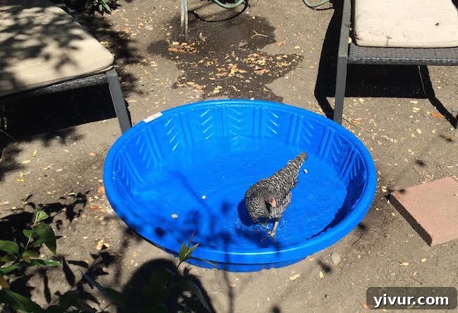 Chicken in a kiddie pool