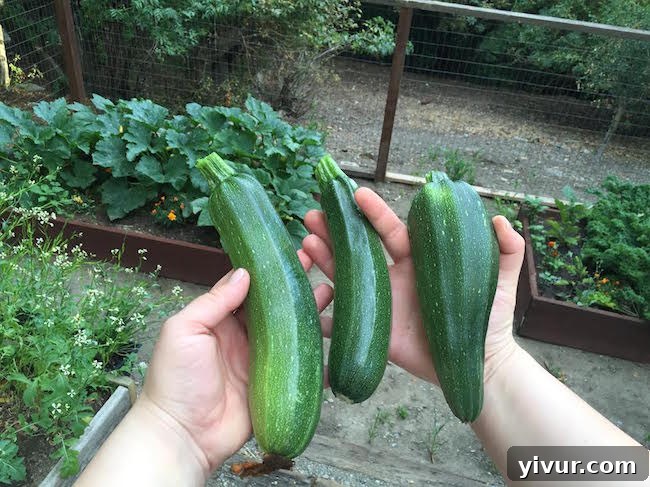 Zucchini Raised Bed in the garden
