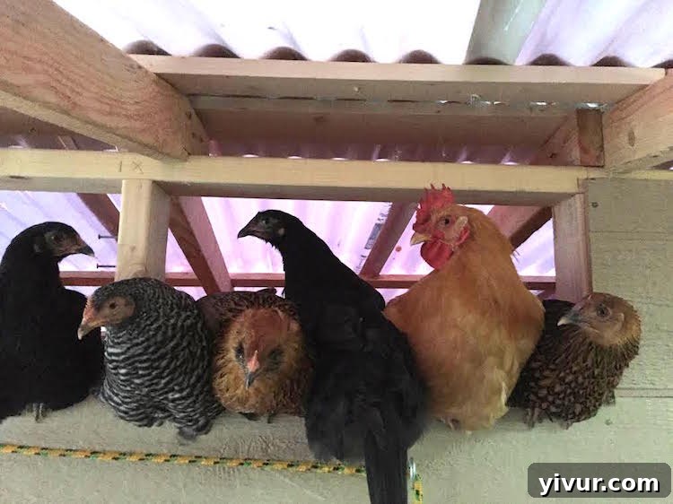 Chickens Squeezed in Window