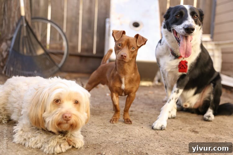 Lou, Max & Jake - Our happy canine trio sharing a moment