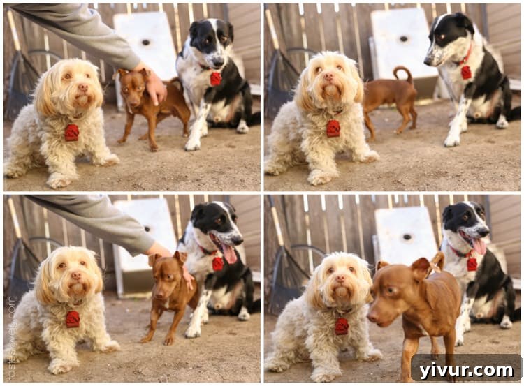 Lou, Max & Jake - A playful moment between our three beloved dogs