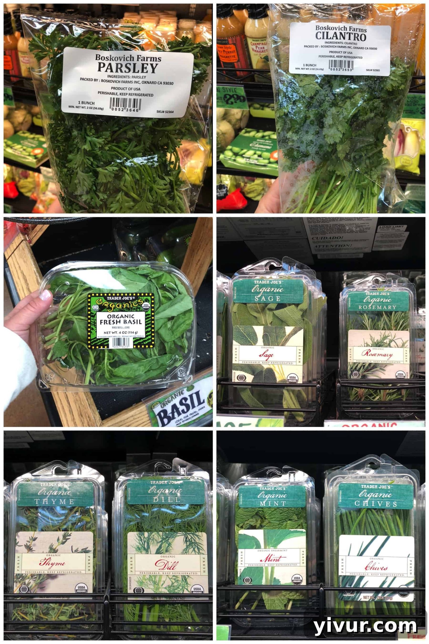 Variety of fresh herbs for Whole30 shopping list at Trader Joe's, including cilantro and parsley