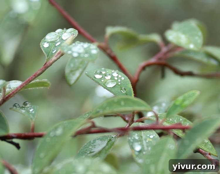 Rain Water Drops on Leaves